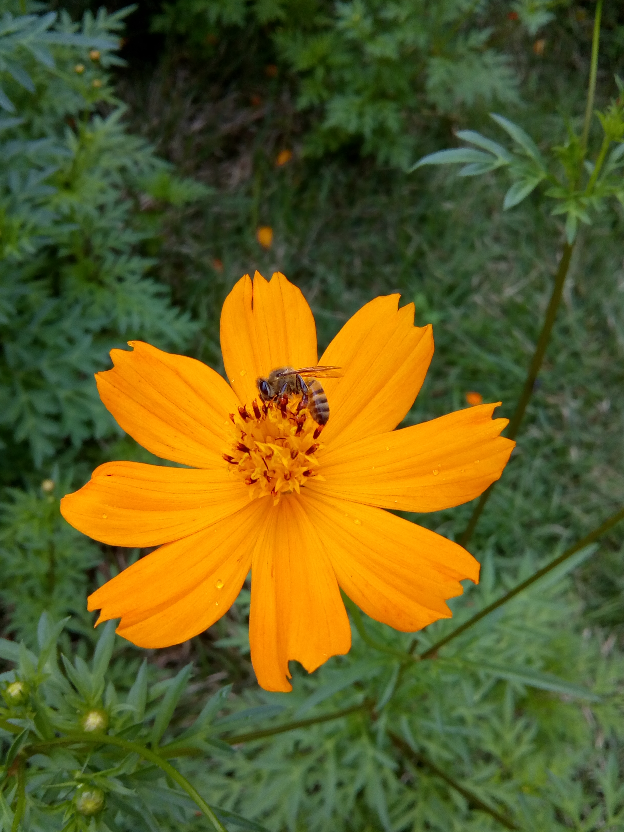 Featured image of post Flor Amarela Do Mato Nome Esta foto sobre flor amarela flor da floresta flores amarelas